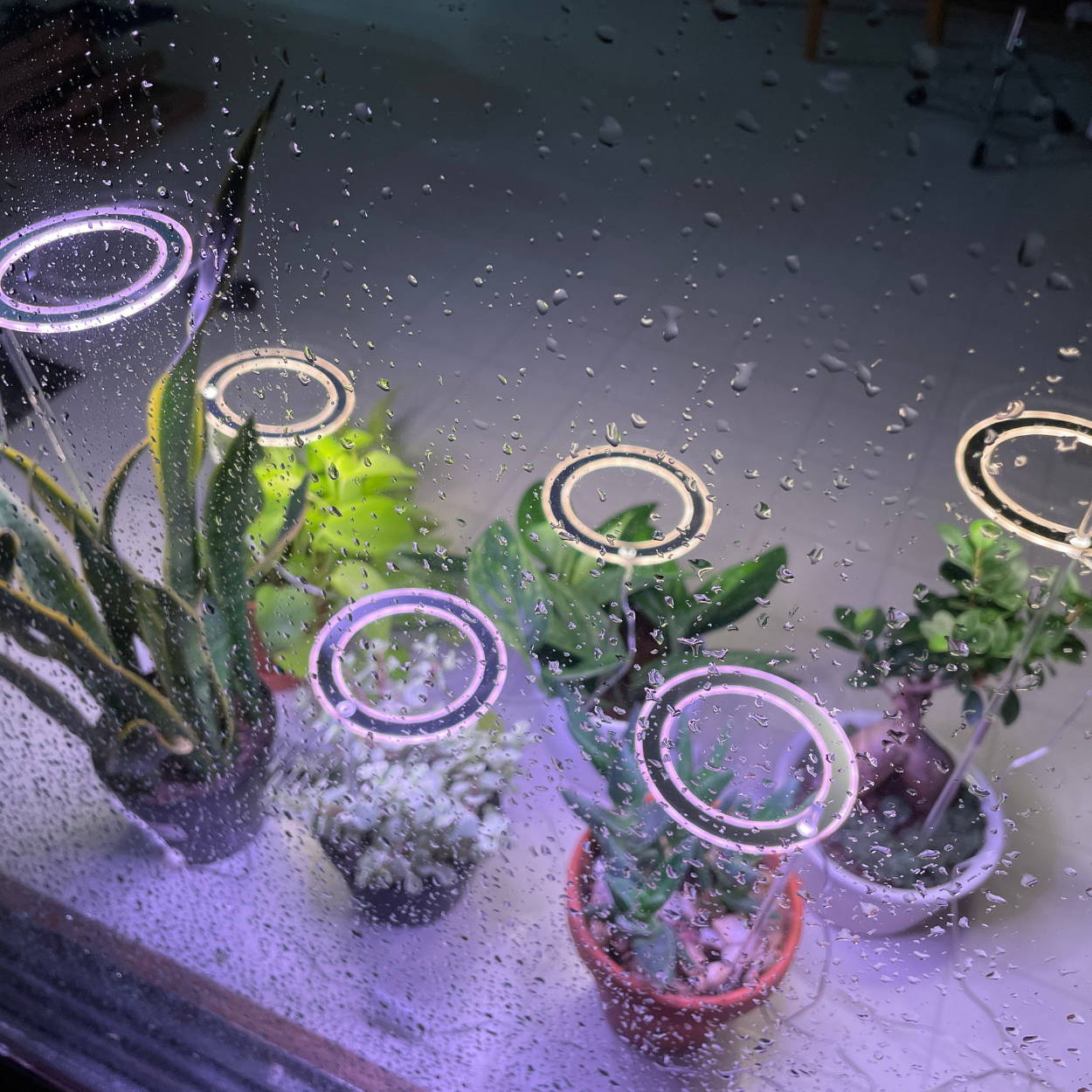 Plant halo light new arrivals